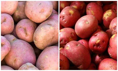 Chi tiết cách phân biệt khoai tây Trung Quốc “đội lốt” Đà Lạt
