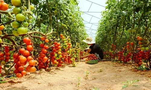 "Lạc trôi" giữa vườn cà chua sạch siêu trái ở Việt Nam