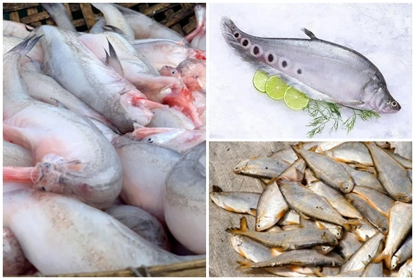 3 loài cá xưa lợn ăn “đổi đời” thành đặc sản tranh nhau mua