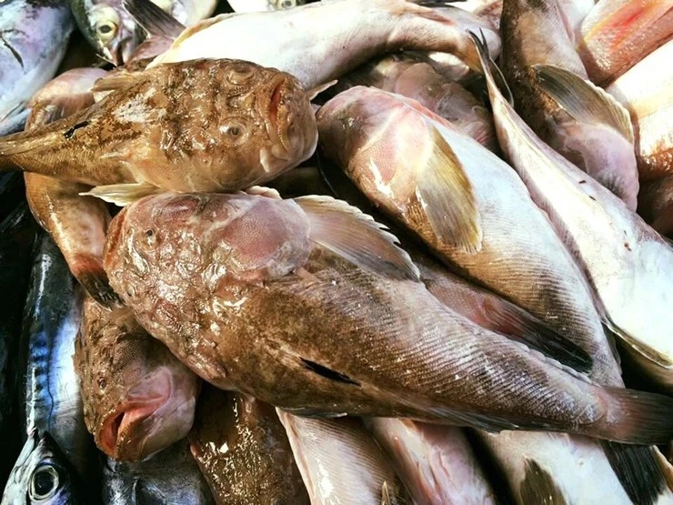 Loài cá nhìn “sợ khiếp vía”, dân phố vẫn thi nhau lùng mua