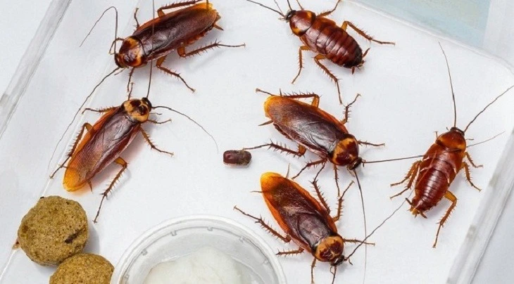 Những nghề độc nhất vô nhị nhưng “hái ra tiền” ở Việt Nam