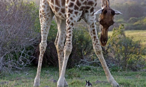 Thỏ con tinh ranh nhờ hươu cao cổ bảo vệ khỏi kẻ thù