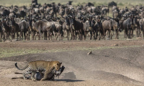 Ảnh động vật tuần: Gấu nâu ẩu đả dữ dội tranh cá