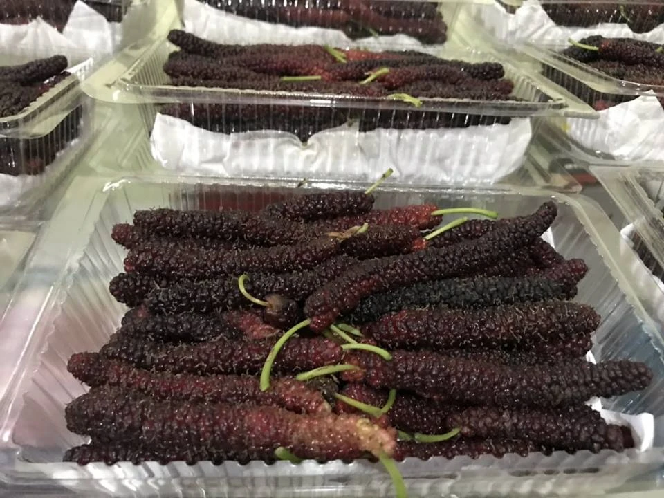 Chị em phát sốt với dâu tằm Đài Loan “siêu khủng“