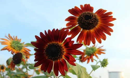 Gợi ý cách trồng hoa hướng dương đỏ đang gây sốt 