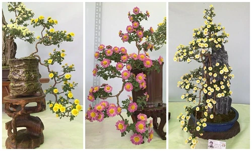 Mê mẩn cúc bonsai siêu đẹp trưng Tết