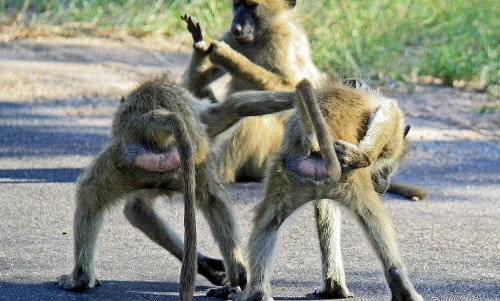 Khỉ đầu chó tinh quái trêu ngươi khách chụp ảnh