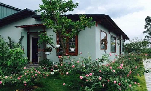 Mãn nhãn biệt thự phủ kín hoa hồng đẹp như cổ tích