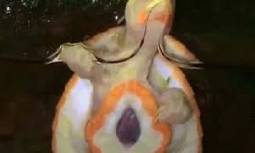 Video: Kinh ngạc chú rùa “có trái tim đập ngoài lồng ngực” 