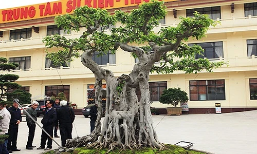 Sửng sốt trước vẻ đẹp hiếm có của cây sanh “ngai vàng” 