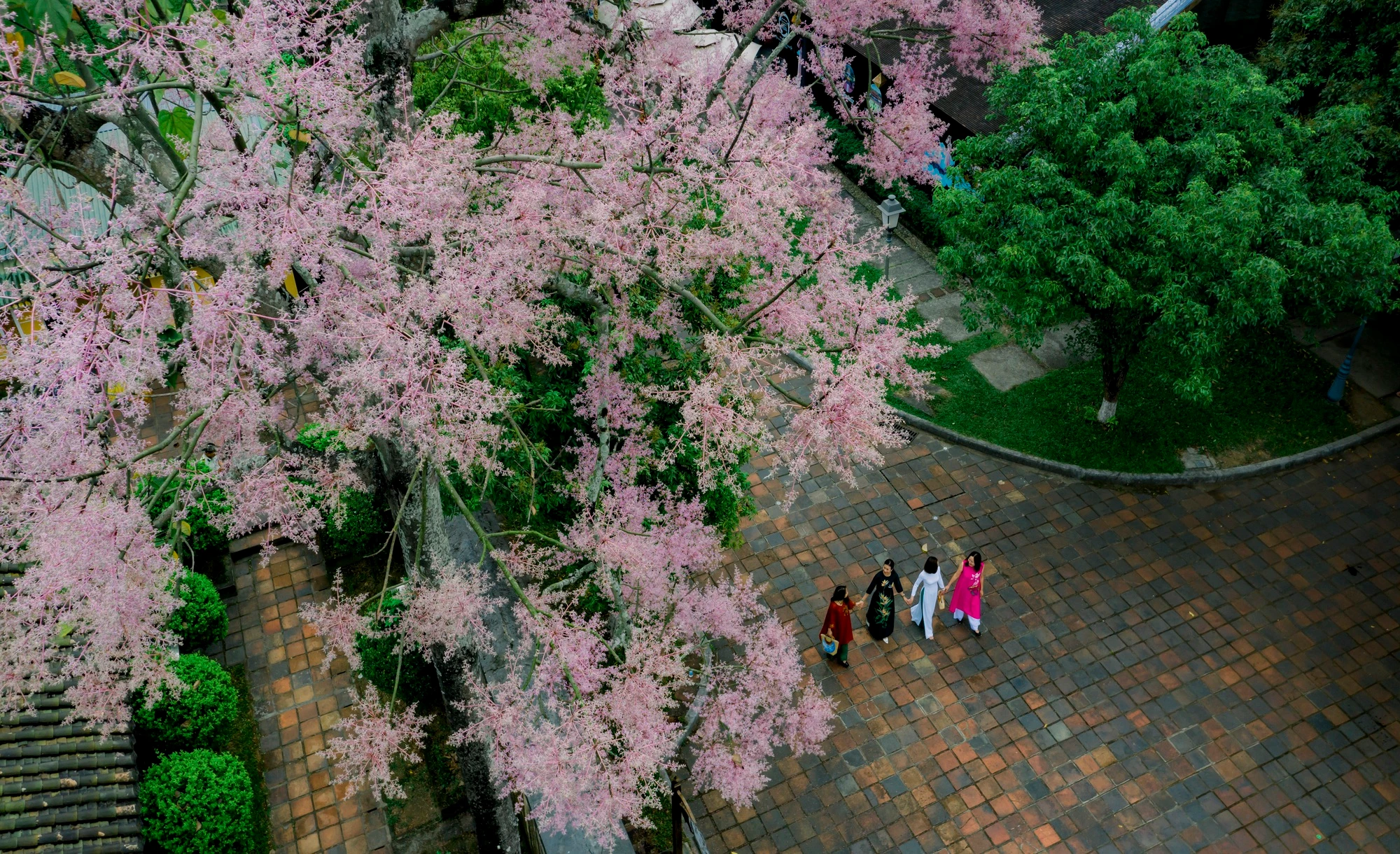 Mê mẩn cảnh hoa ngô đồng khoe sắc trong Hoàng cung Huế