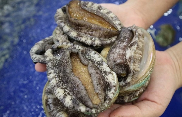 Hải sản “quý tộc” chỉ vài chục nghìn bán đầy chợ Việt 