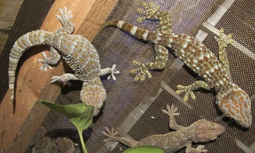 Kinh ngạc những vật nuôi dị thường trên sân thượng nhà phố