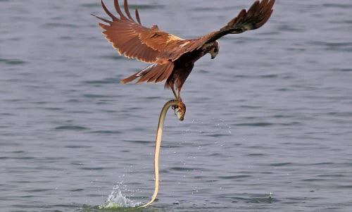 Ảnh động vật tuần: Rắn ranh mãnh cướp cá của đại bàng