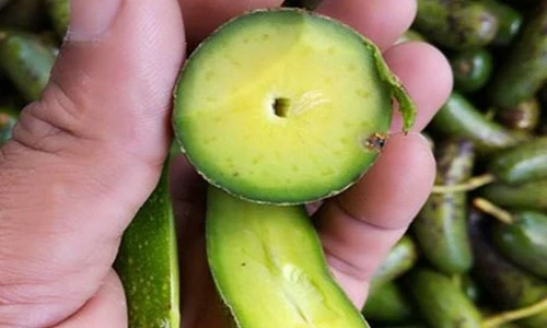 Bơ không hạt gây sốt thị trường Việt có gì độc?