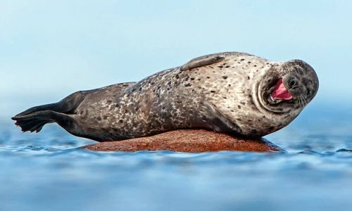 Chết mê khoảnh khắc hải cẩu cười tít mắt