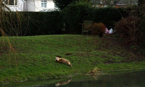 Phát hiện hải cẩu lạc vào đất liền, cách biển gần 44km