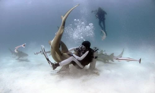 Chuyên gia dạy cách tự giải thoát khỏi hàm răng cá mập