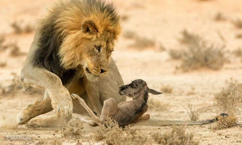 Ảnh động vật tuần: Sư tử đói hạ sát linh dương sơ sinh
