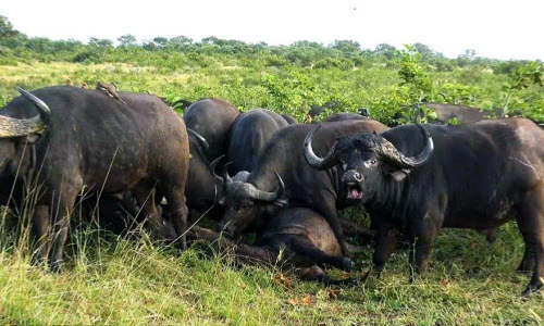 Ảnh động vật tuần: Trâu rừng than khóc đồng loại bị sư tử giết