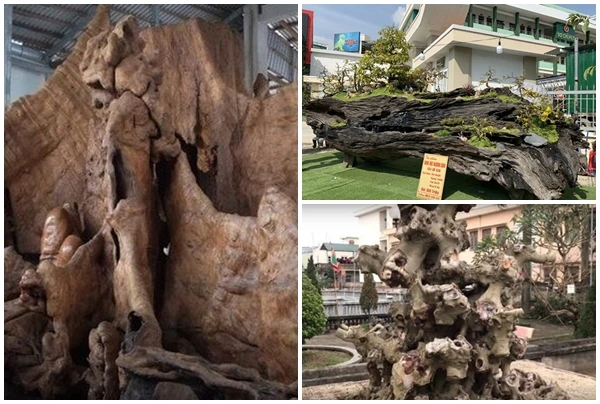 Bất ngờ cây cảnh nhìn như củi khô vẫn có giá bạc tỷ