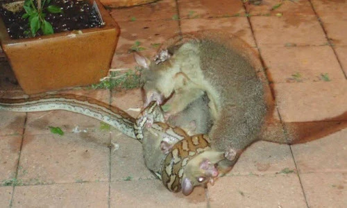 Ảnh động vật tuần: Chồn mẹ tung đòn cứu con, gà gô tán tỉnh...