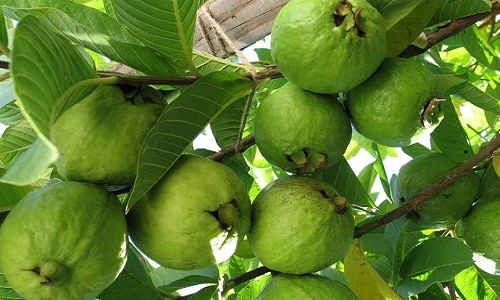 Vườn ổi lê Đài Loan trĩu quả “hái ra tiền” ở Hưng Yên