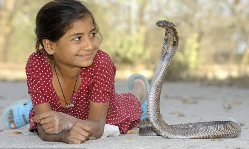 Những tình bạn kỳ lạ giữa con người và loài vật