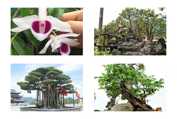 Thú chơi cây cảnh siêu đắt đỏ của nhà giàu Việt