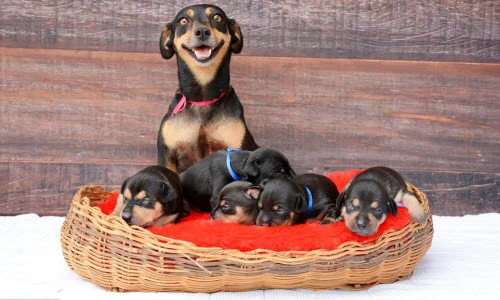 Mãn nhãn ngắm cảnh chó mẹ chăm con cực đáng yêu