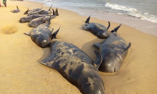 80 cá voi hoa tiêu "tự sát" bí ẩn ở Ấn Độ