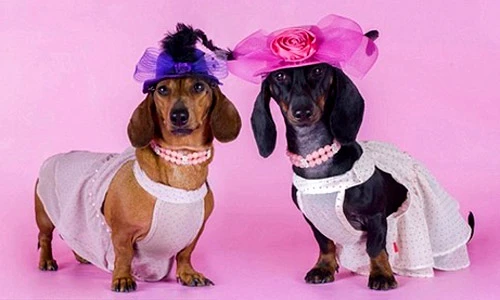 Những khoảnh khắc rất “con người” của thú cưng