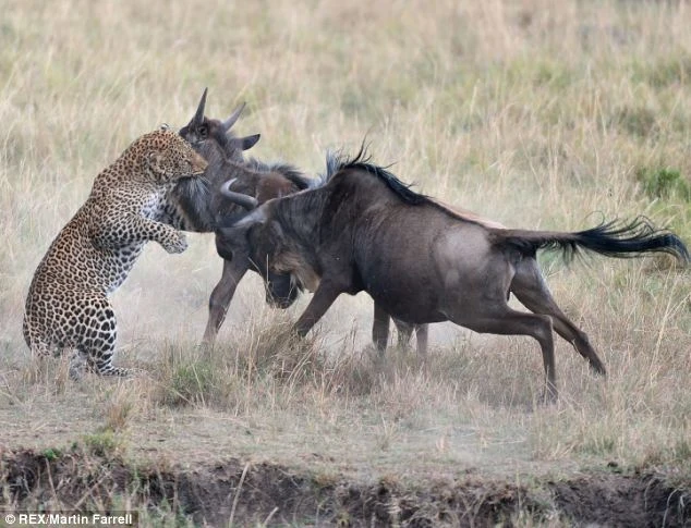 Linh dương đầu bò "tẩn" báo chí tử để bảo vệ con