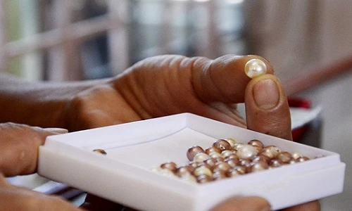 Những trang trại nuôi trai lấy ngọc nước ngọt thu tiền tỷ