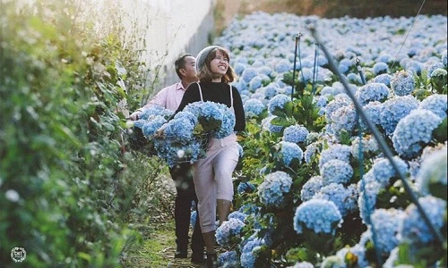 Giới trẻ ùn ùn tới Đà Lạt check-in vườn Cẩm tú cầu