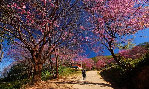 Giới trẻ khoe ảnh check-in nhuộm hồng phố núi Đà Lạt