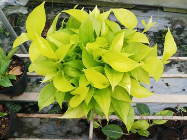 3 cây cảnh như “nam châm hút tiền” trong năm mới, giá từ 50.000 đồng hút khách