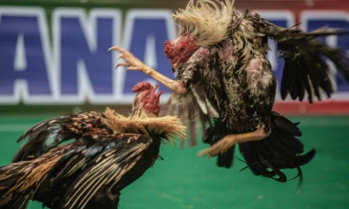 Cảnh chọi gà đẫm máu ở Madagascar