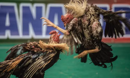 Cảnh chọi gà đẫm máu ở Madagascar