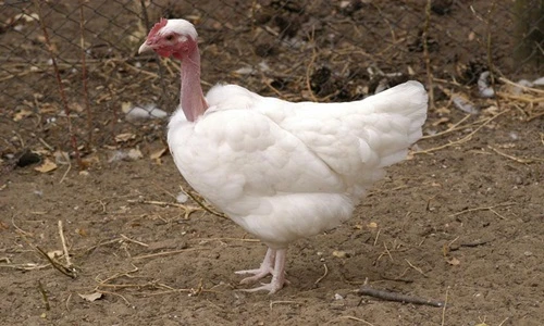 Mục sở thị gà kỳ dị đắt đỏ hút hồn nhà giàu Việt