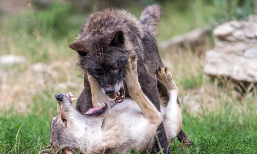 Sói già tấn công, “dằn mặt” đối thủ mới trưởng thành