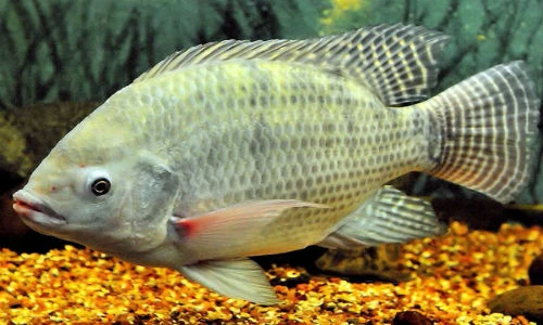 Công nghệ sản xuất giày từ... da cá rô phi kỳ diệu