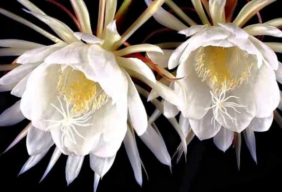 5 loài hoa quý hiếm có tiền chưa chắc mua được