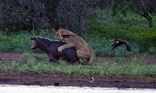 Hà mã con kêu mẹ đến cứu khỏi nanh vuốt sư tử