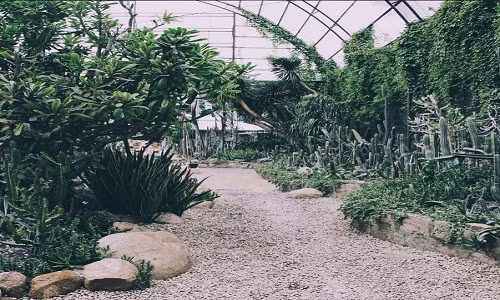 Giới trẻ Sài thành đua nhau check-in tại vườn xương rồng