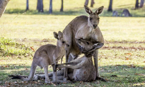 Ảnh động vật tuần: Xúc động kangaroo mẹ ôm con đã chết