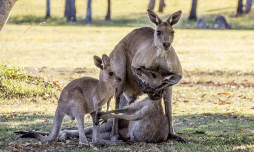 Ảnh động vật tuần: Xúc động kangaroo mẹ ôm con đã chết