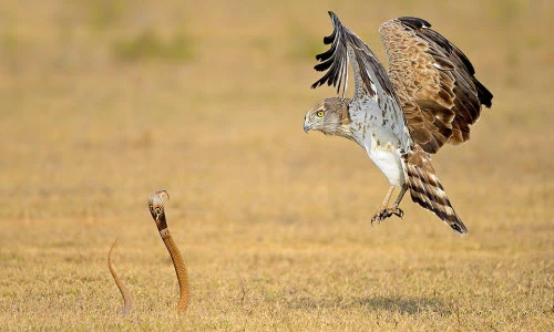 Ảnh động vật: Cuộc đối đầu căng thẳng giữa đại bàng và rắn hổ mang