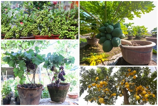Ngắm loạt bonsai trĩu quả chơi Tết đẹp mê mẩn