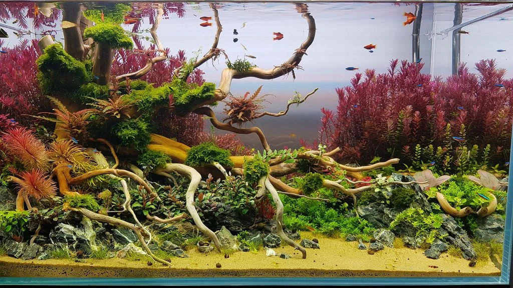 Giật mình thú chơi thủy sinh tốn kém để... "giảm căng thẳng" của nhà giàu Việt